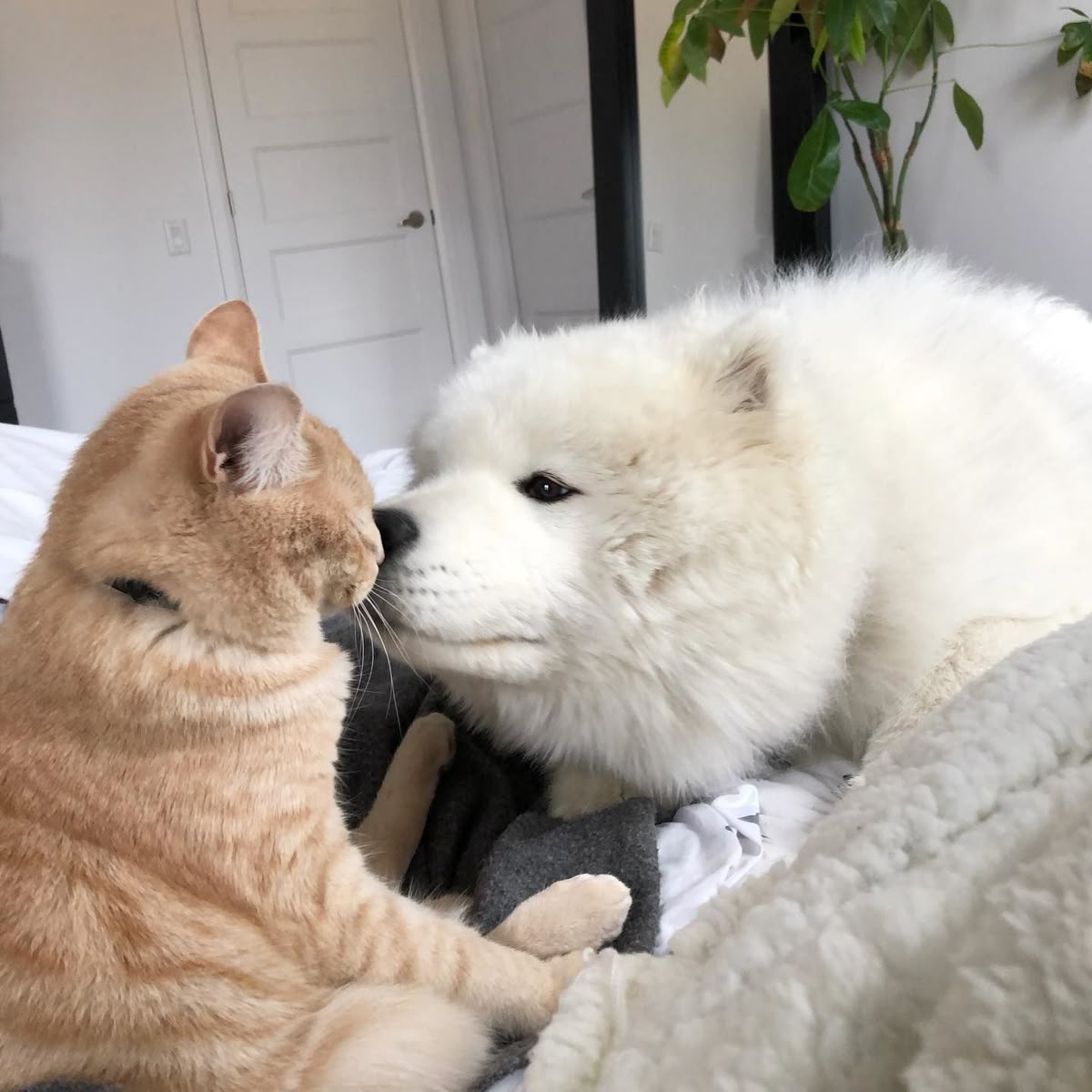 몽글식탁 스토리 사진(강아지, 고양이 사진)